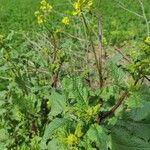 Raphanus sativus 花
