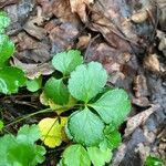Coptis trifolia Hoja