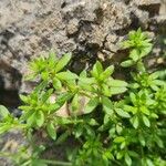 Galium murale ഇല