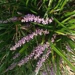 Liriope muscari 花