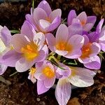 Crocus sieberi Квітка