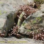 Sedum monregalense Habitat