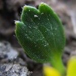 Ranunculus filamentosus