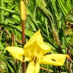 Oenothera affinis Flower