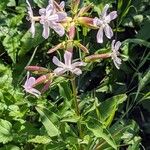 Saponaria officinalisᱵᱟᱦᱟ