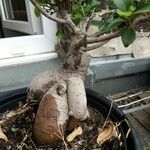 Ficus microcarpa Habit