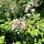 Rubus discolor Blomma