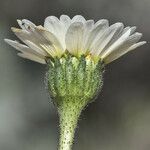 Layia heterotricha Flower