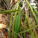 Brassavola cucullata Frukt