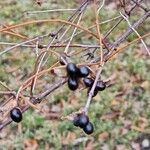 Rhodotypos scandens Fruit