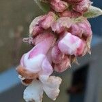 Viburnum × bodnantense Kwiat