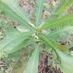 Anacardium excelsum List