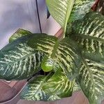 Dieffenbachia seguine (Jacq.) SchottBlad