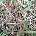 Smilax aspera Плод