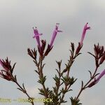 Thymus longiflorus Other