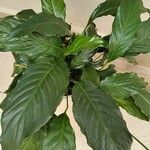 Spathiphyllum floribundum Folha