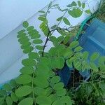 Robinia pseudoacacia Folha