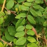 Rosa multibracteata Leaf