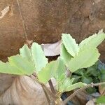 Nigeria’s medicinal plant: Bryophyllum pinnatum (abamoda)Leaf