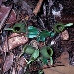 Nepenthes ampullaria Leaf