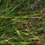 Carex distachya Habit