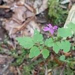 Cardamine chelidonia 花
