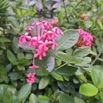 Ixora chinensis花