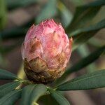 Rhododendron irroratum Övriga