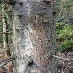 Abies grandis Rinde