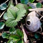 Potentilla indica autre