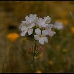 Leptosiphon grandiflorus Flower