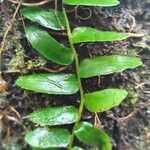 Marcgravia umbellata Hoja