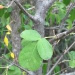 Commiphora mollis Folha
