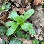 Epilobium tetragonum Лист