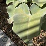 Kalanchoe beharensis Folha