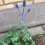 Eryngium bourgatiiКвітка