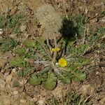 Taraxacum obovatum पत्ता