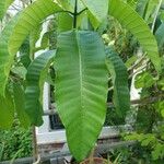 Voacanga grandifolia Листок