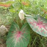 Anthurium formosum Flower