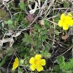 Potentilla pedata Ліст