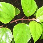 Sinclairia polyantha Leaf