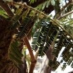 Acaciella angustissima ᱥᱟᱠᱟᱢ