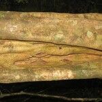 Aspidosperma marcgravianum 树皮