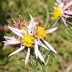 Galatella sedifolia Flower