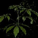 Schefflera digitata Corteza