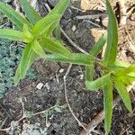 Asclepias tuberosaLapas