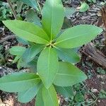 Myrsine guianensis Leaf