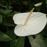 Anthurium andraeanum Flower