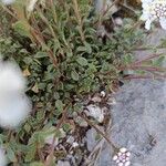 Iberis carnosa Hoja