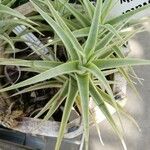 Tillandsia purpurea Leaf